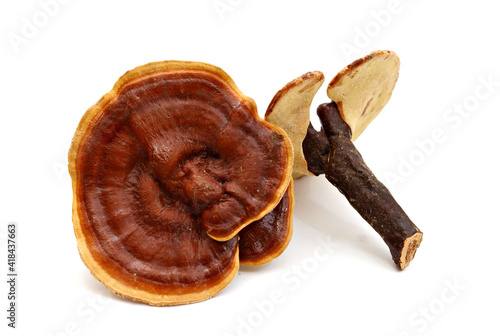 Ganoderma lucidum mushroom isolated on white background 