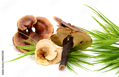 Ganoderma lucidum mushroom isolated on white background  photo