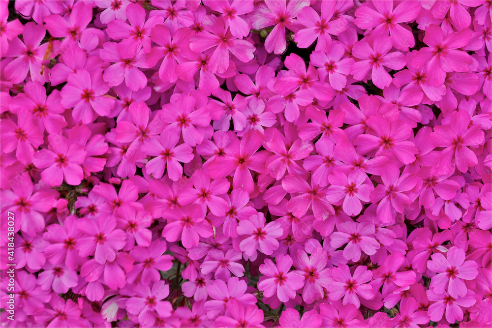 Pink phlox, Mt. Cuba Center, Hockessin, Delaware Pink phlox, Mt. Cuba Center, Hockessin, Delaware