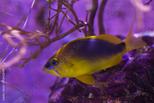 Canvas Print The Shy hamlet (Hypoplectrus guttavarius) in aquarium.