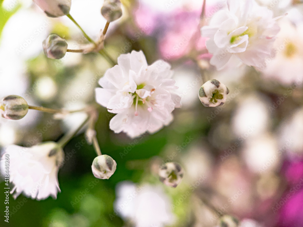 Obraz premium blooming tree