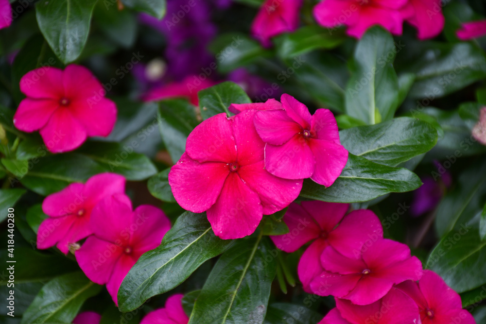 Beautiful red flowers background in spring 2 Beautiful red flowers background in spring 2