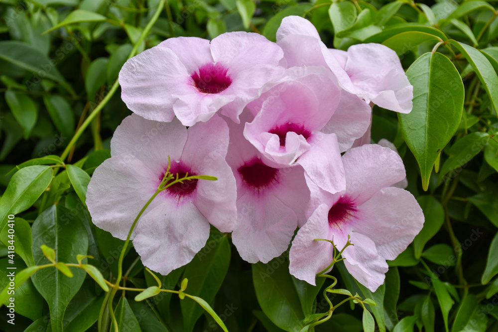 Close-up of pink flowers with a background of leaves Close-up of pink flowers with a background of leaves