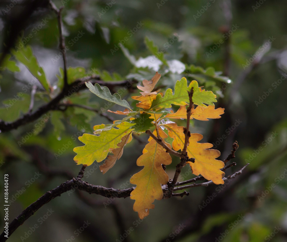 Fototapeta premium early fall