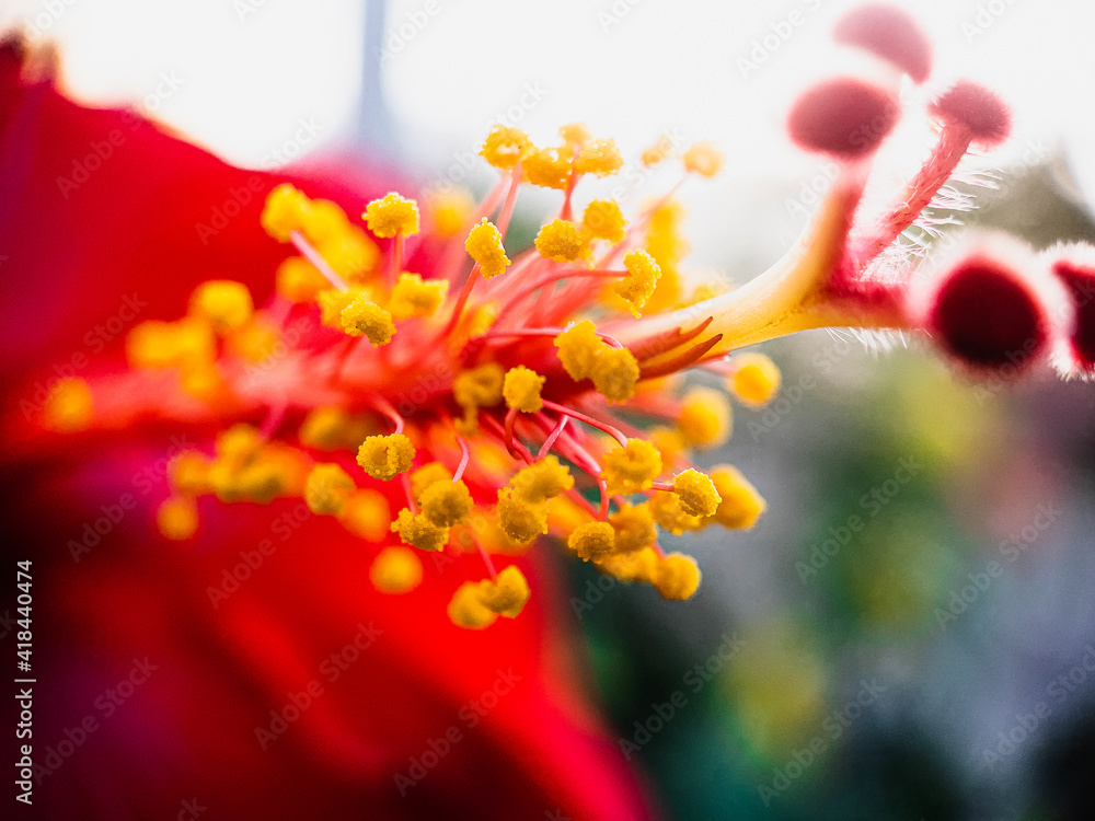 close up of a flower