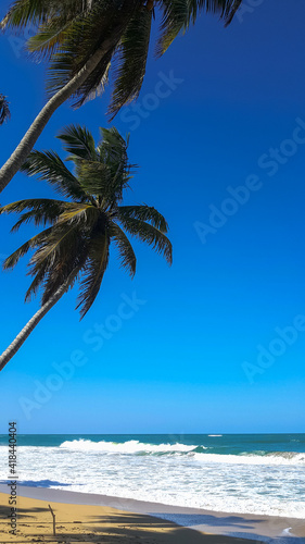 Palm trees on the beach