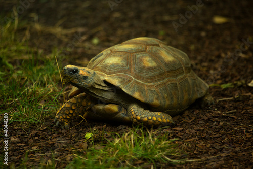 The yellow-footed tortoise, Brazilian giant tortoise (Chelonoidis denticulatus). © Elena