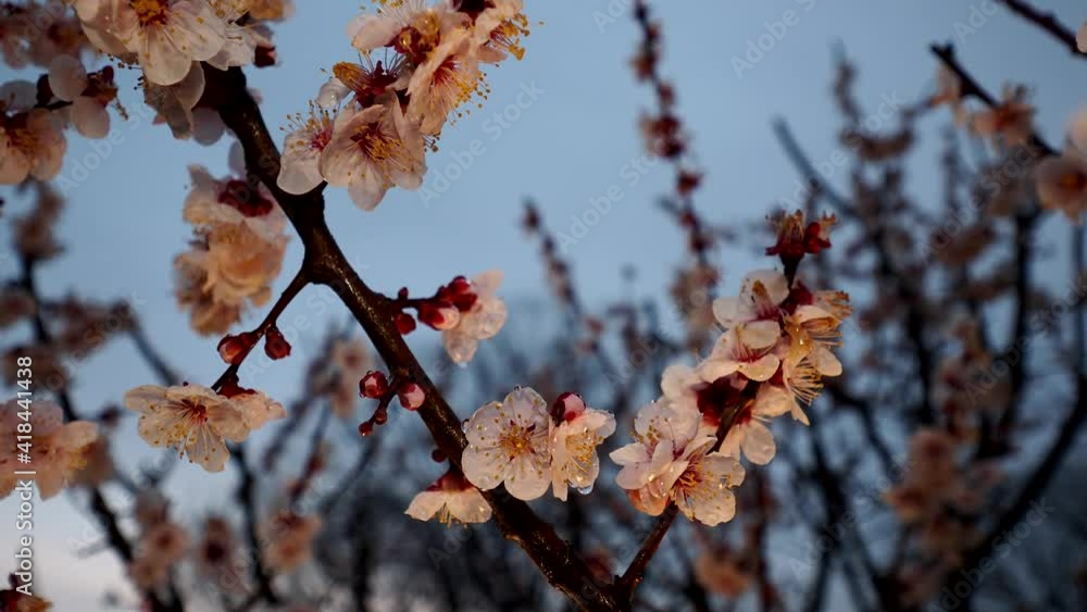 Tokyo,Japan-March 6, 2021: Japanese white ume plum blossoms after the rain at dawn
Tokyo,Japan-March 6, 2021: Japanese white ume plum blossoms after the rain at dawn