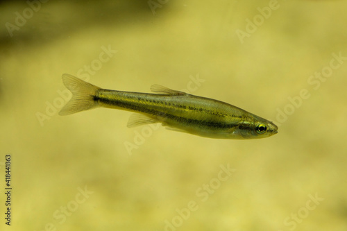 The Redside dace (Clinostomus elongatus).