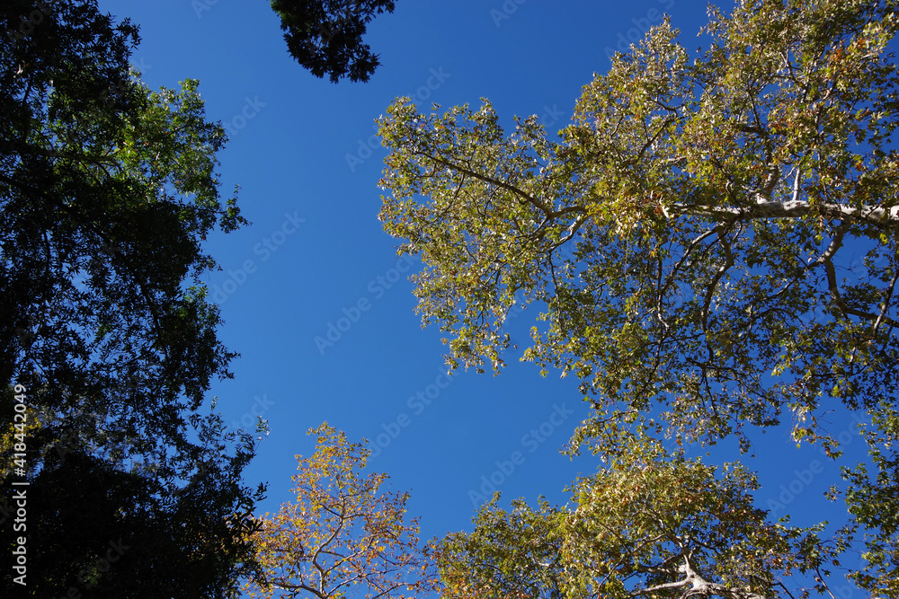 Obraz premium Looking through a group of forest trees at a perfect blue California winter sky above