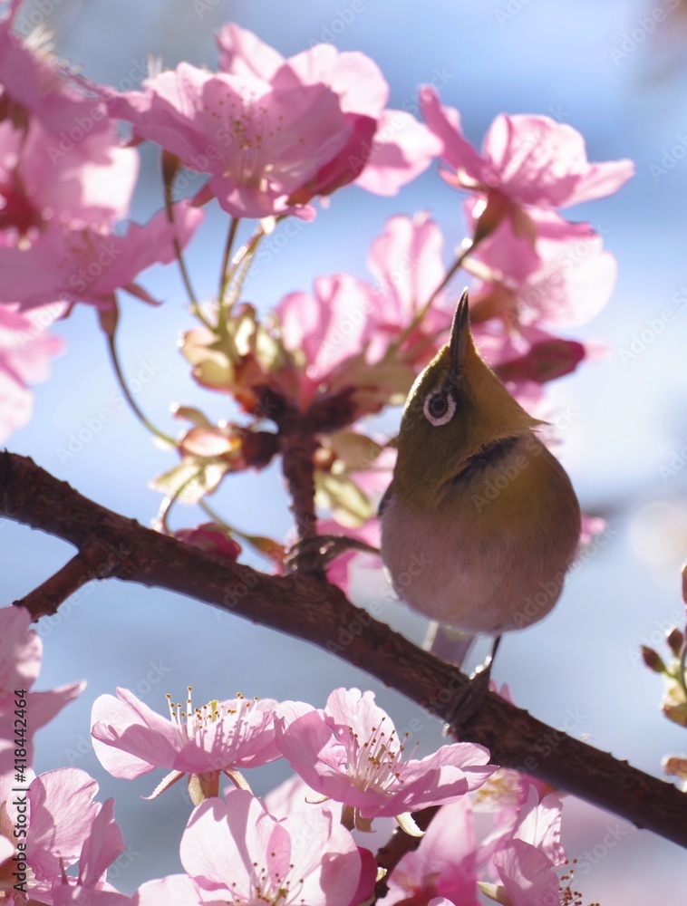 bird on branch bird on branch