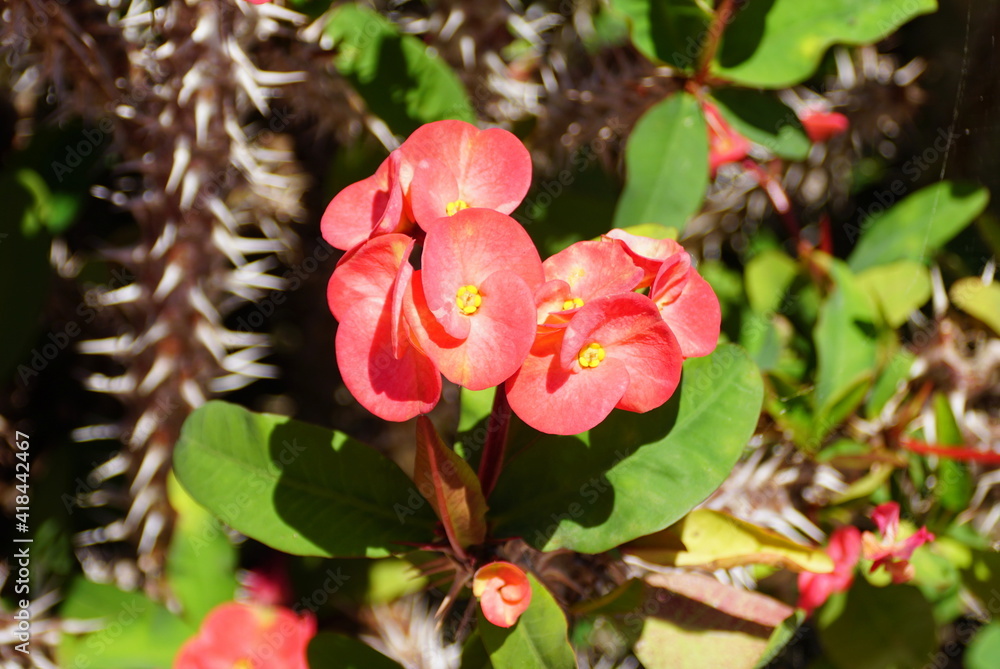 The pink flowers of Crown of Thorns, with scientific name Eurphorbia Milii