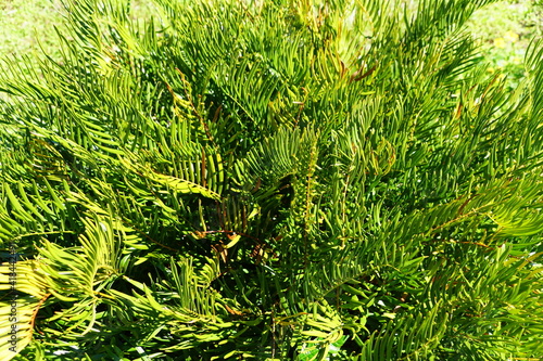 The Coontie plant, a tough and indestructible tropical plant photo