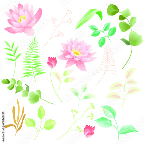Pink waterlily and leaves set