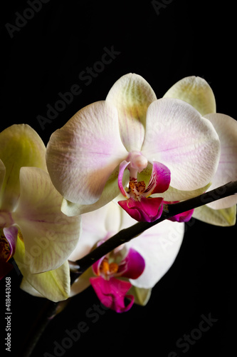 Orchid