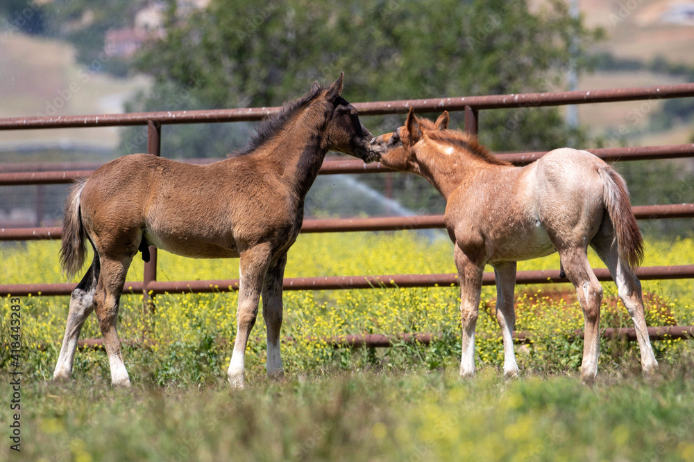 Horses Kissing in Front of Flowers