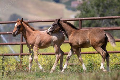Filly and Colt in a Field