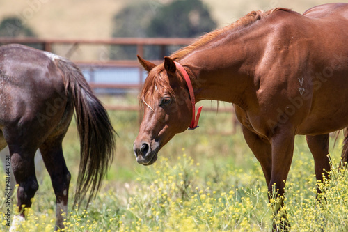 Pregnant Mare Horse in a Pasture