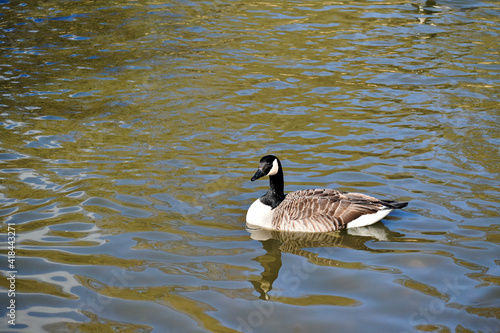 Canada goose swimming in the water, Coombe Abbey, Coventry, England, UK photo