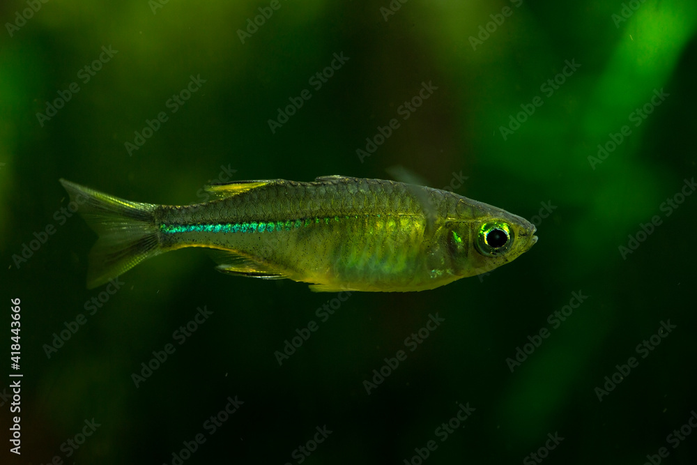 The Celebes rainbowfish (Marosatherina ladigesi). The Celebes rainbowfish (Marosatherina ladigesi).