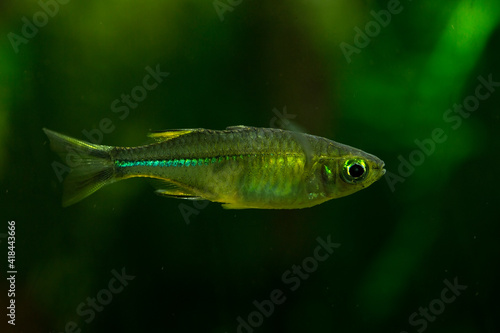The Celebes rainbowfish (Marosatherina ladigesi).