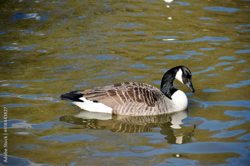 Canada goose swimming in the water, Coombe Abbey, Coventry, England, UK