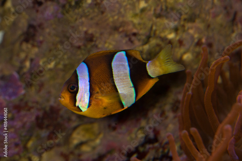 The ocellaris clownfish, false percula clownfish, common clownfish (Amphiprion ocellaris).