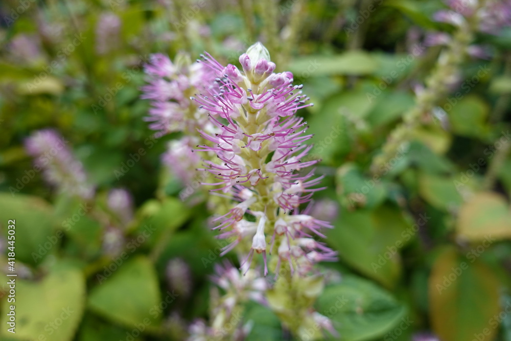 Closeup Clethra alnifolia 'Hummingbird' (Summersweet) is a gorgeous, compact, slowly spreading, deciduous shrub. Closeup Clethra alnifolia 'Hummingbird' (Summersweet) is a gorgeous, compact, slowly spreading, deciduous shrub.
