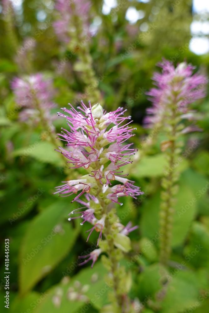 Summersweet plant (Clethra alnifolia), also known as pepper bush, is an ornamental shrub with spikes of spicy-smelling white flowers. Summersweet plant (Clethra alnifolia), also known as pepper bush, is an ornamental shrub with spikes of spicy-smelling white flowers.