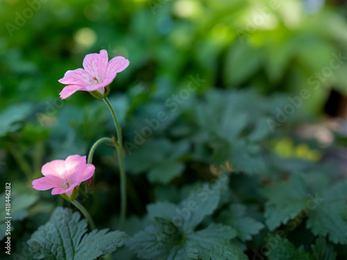 ゲラニウム・ワーグラベピンクの花
Geranium ’Wargrave Pink' photo