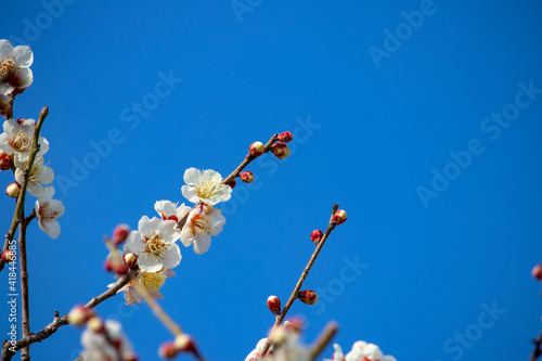 梅の花と空
