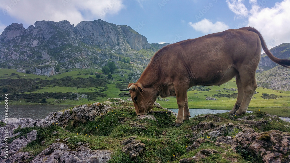 cow eating grass next to a lake