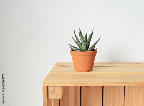 Haworthia concolor green house plant in brown pot on wooden box over white	