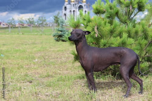 The Xoloitzcuintle  Mexican Hairless Dog. A purebred dog poses.