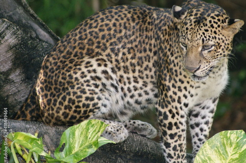 Jungle Leopard