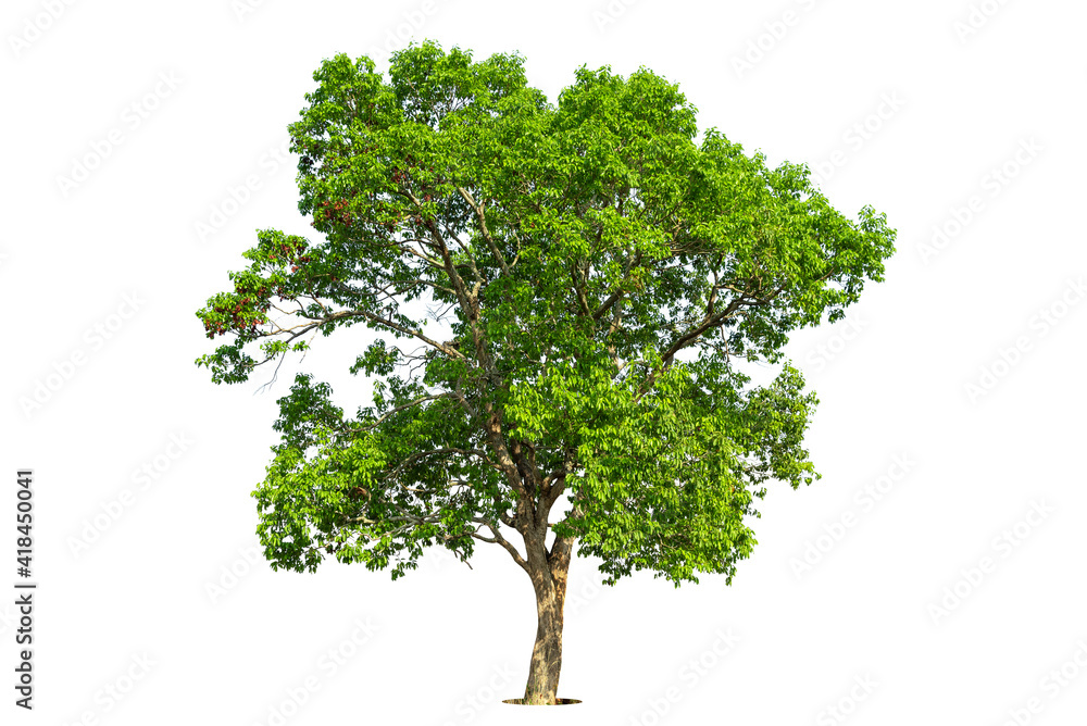 Fototapeta premium Trees isolated on white background, tropical trees isolated used for design, advertising and architecture.