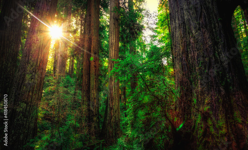 Sunlight in the Redwoods  Redwoods National and State Parks  California