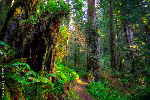 Sunlight in the Redwoods, Redwoods National and State Parks, California © Stephen