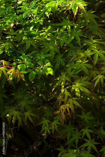 Wallpaper Mural green leaves in the forest Torontodigital.ca
