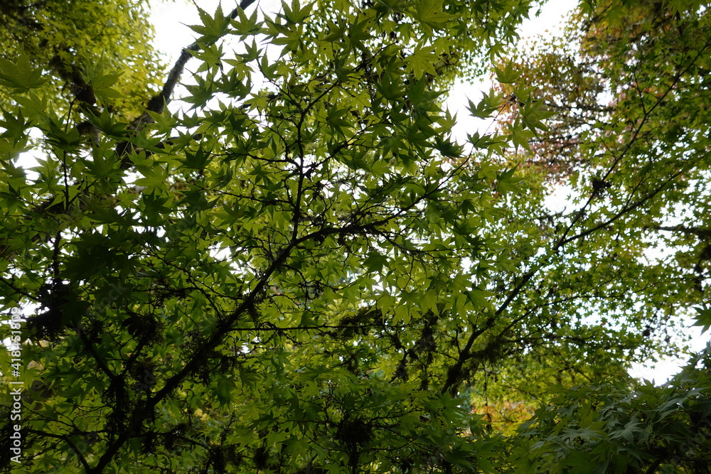 Big leaf maple is a massive, thick-bodied tree with furrowed gray or reddish-brown bark. Big leaf maple is a massive, thick-bodied tree with furrowed gray or reddish-brown bark.