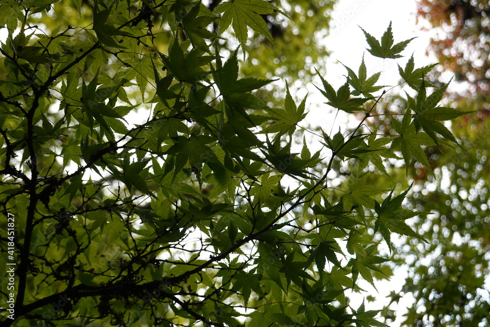 Close-up fresh green maple leaves in a botanical garden. Close-up fresh green maple leaves in a botanical garden.