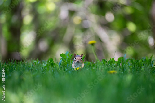 Chipmunk in green grass © Adrian