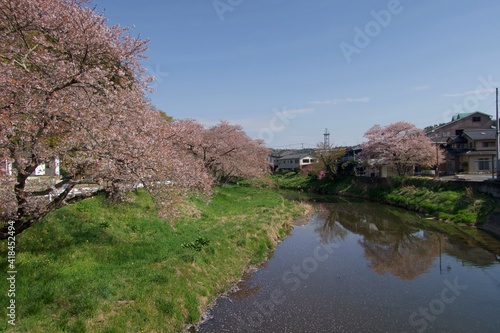 桜の見える川辺