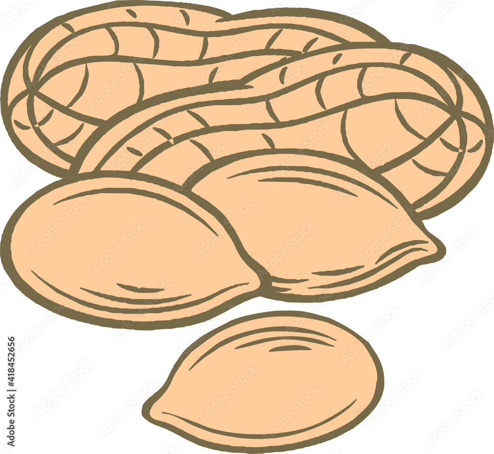 Peanuts Drawing, Vector hand drawn Peanut nut for template label, Retro sketch style. illustration. Peanuts Drawing, Vector hand drawn Peanut nut for template label, Retro sketch style. illustration.