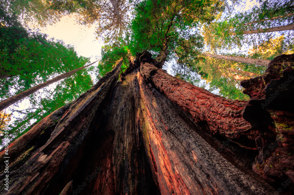 Inside the Redwood, Redwoods National and State Parks, California Inside the Redwood, Redwoods National and State Parks, California