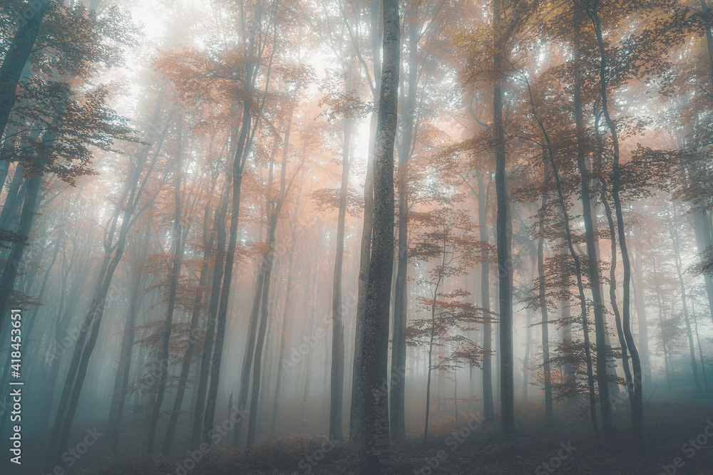 Obraz premium Zauberwald mit Frühnebel im Winter 