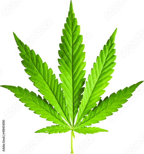 cannabis leaf