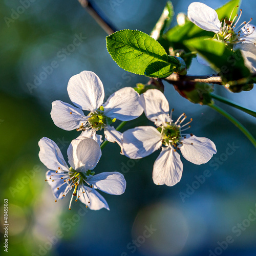 Cherry, Japan quince;Magone Holm, spring;flowering;garden;day;light;close-up; photo