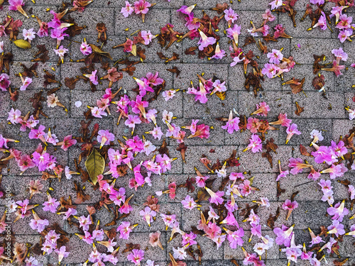 pink flowers on a grey brick pavement