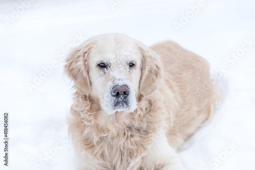 White Golden Retriever in Snow on a Winter Day
